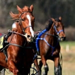 Les métiers du cheval