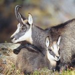 Protection de la faune