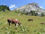 Pour Edmond, le bonheur est dans l�alpage