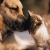 Les animaux de compagnie