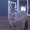 Mllee Cecile