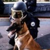 Fan-chien