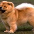 chienne