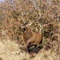 cerf