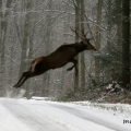 cerf