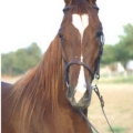 super blog pour futur veto et passionee d'animaux