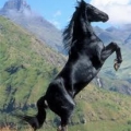 le cheval sauvage