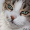Mon chat :D